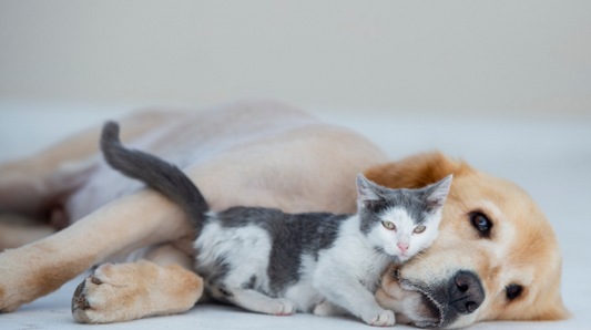 Pet parenting best practices: healthy, odor-free home