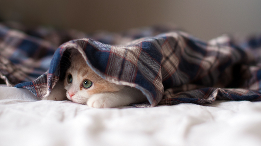 kitten hiding underneath the bed covers