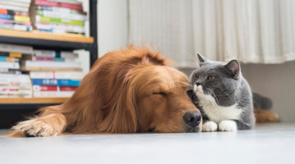 Cat & Dog lying on the floor together next to a bookshelf