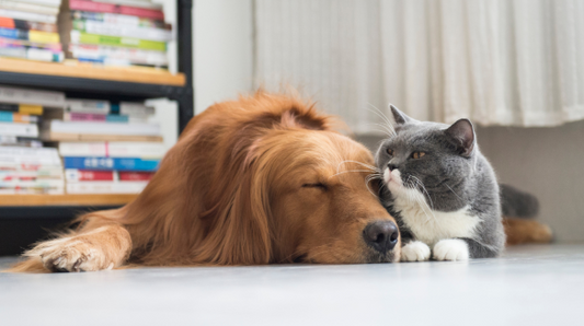 Cat & Dog lying on the floor together next to a bookshelf