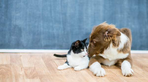 Safe pet grooming: keep cats and dogs odor-free in 2026