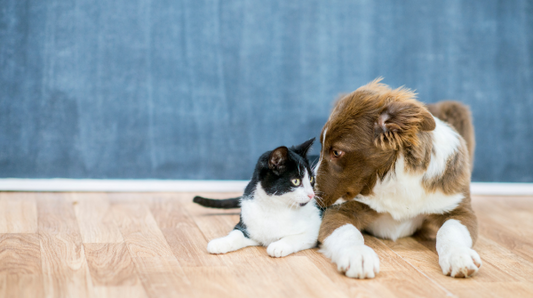 Safe pet grooming: keep cats and dogs odor-free in 2026