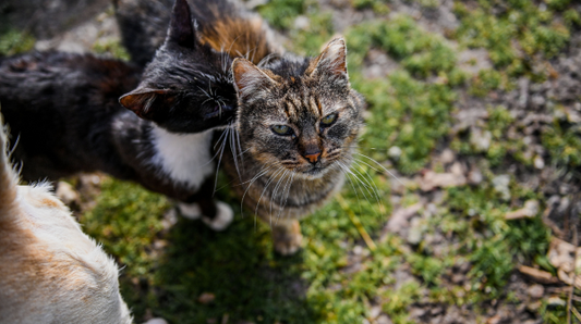 Sustainable pet care guide: eco-friendly health tips 2026