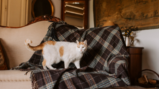Cat on an older style sofa
