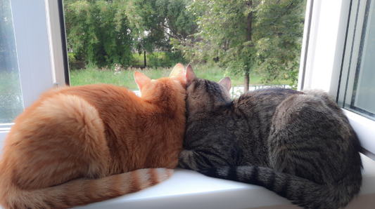 Cat grooming tips: Keep your feline clean and happy