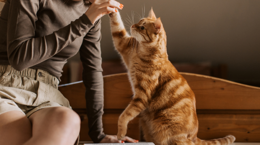 What is pet cleaning safety? Protect your pets in 2026