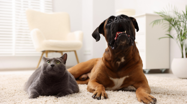 Efficient pet grooming workflow for safe hygiene in 2026