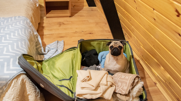 Pug sits in a suitcase with clothes