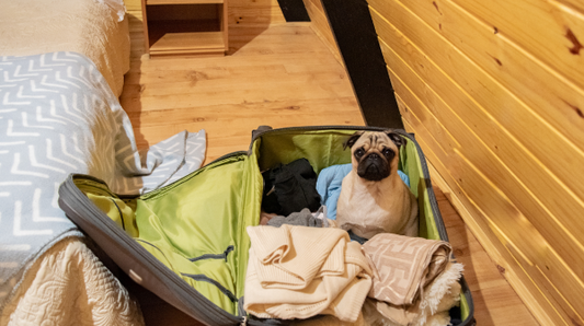 Pug sits in a suitcase with clothes