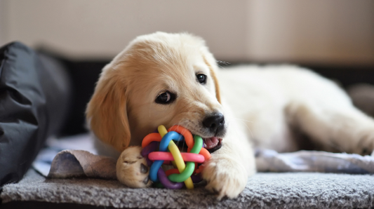 Dog grooming safety basics: protect your pet in 2026