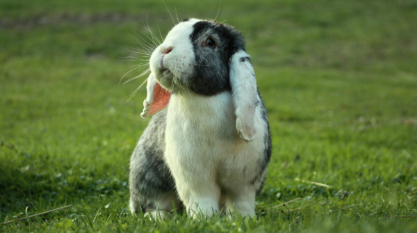 Pet-Parent Cleaning Checklist: Safe, Odor-Free Home