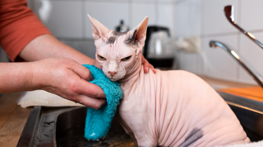 sphinx (Hairless) cat mad about taking bath. 