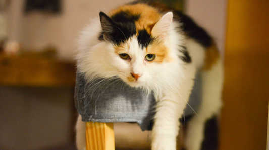Tabby lying down across the back of a chair