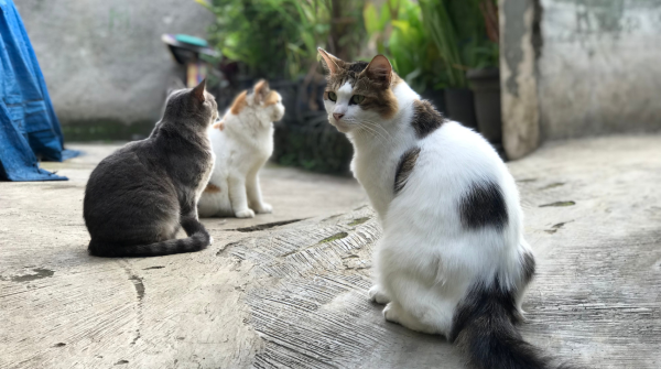 Essential pet care tips for happier, healthier cats 2026