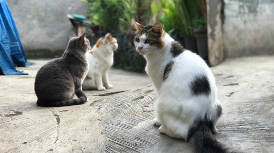 Essential pet care tips for happier, healthier cats 2026