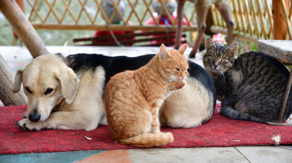 Safe pet wellness products for effective odor control