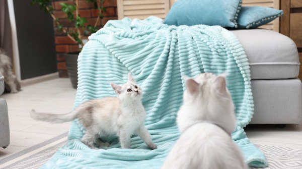 Pet Safety Checklist: 33% Lack Emergency Plans Risking Pets