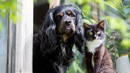 Pet safety standards: ensure your dog or cat's well-being