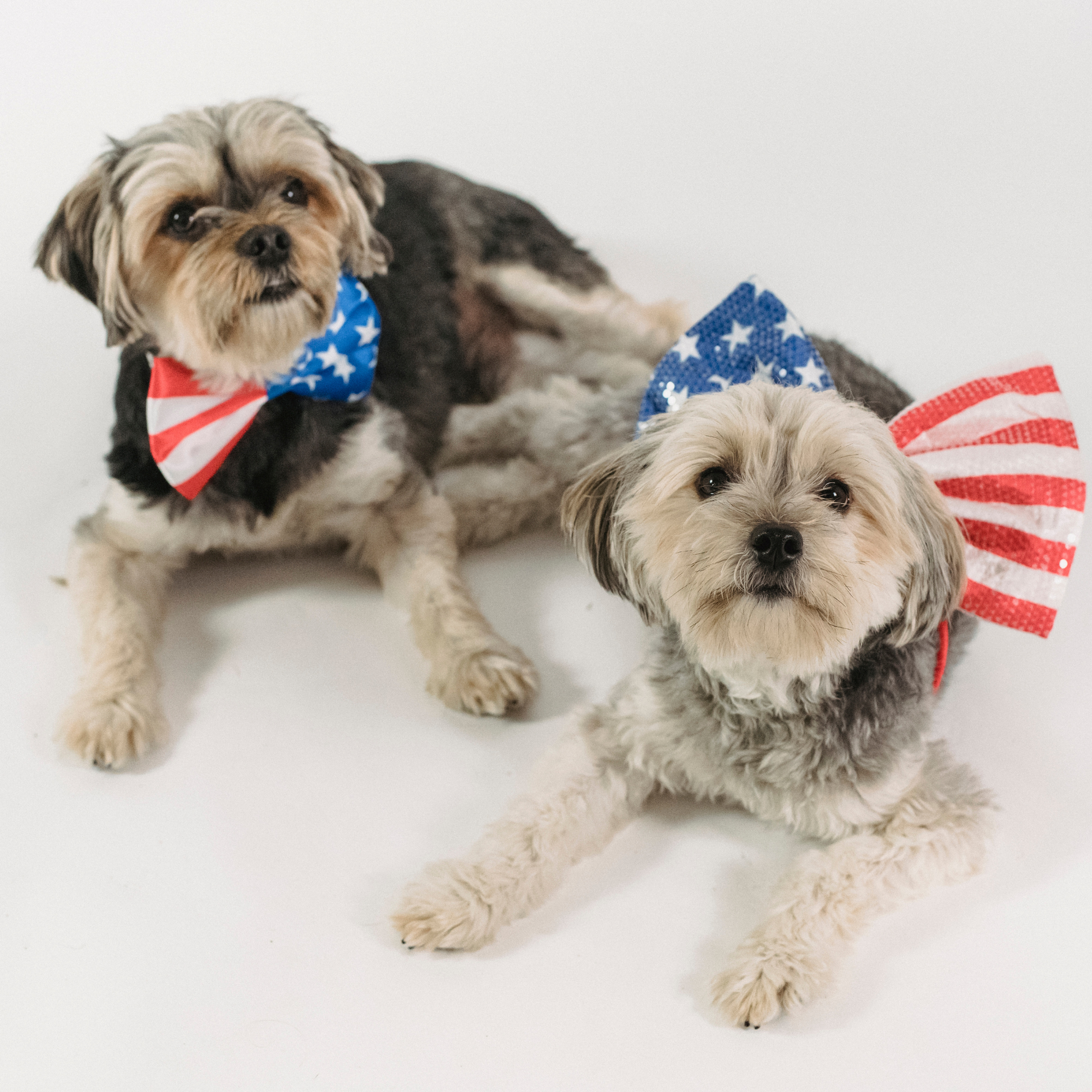 Two dogs wearing American flag-themed accessories on a white background